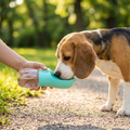 A beagle drinking from a turquoise portable dog water bottle with fold-out bowl on a park path