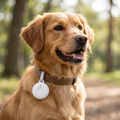 Dog wearing the white smart location tag on its collar