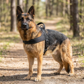 German shepherd wearing the black tactical no-pull harness outdoors