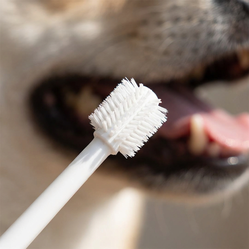 Close-up of the round 360-degree toothbrush bristle head